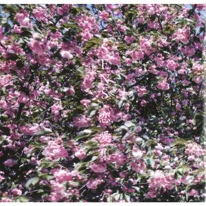 美女献身1-46集电视连续剧
