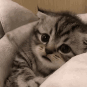 美女献身1-46集电视连续剧
